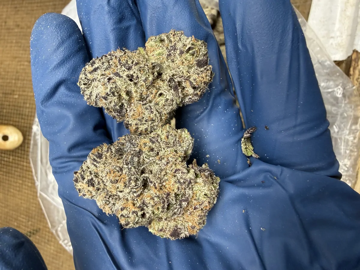 Hashburger Flower
